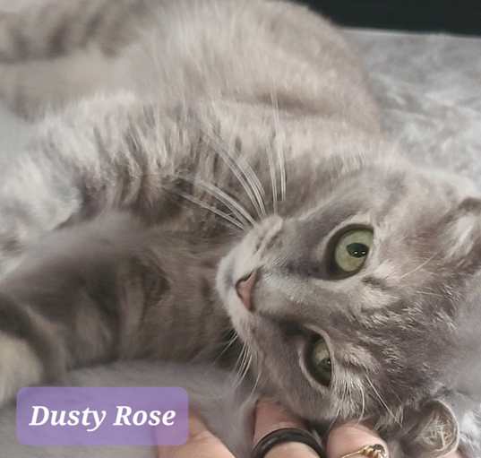 Photo of Dusty Rose