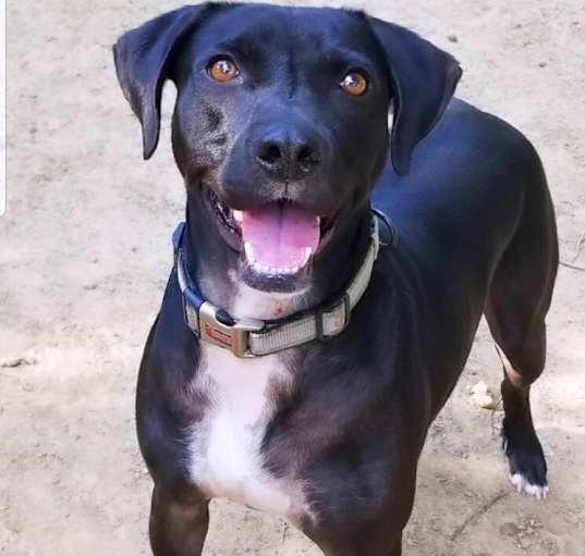 Photo of Auggie