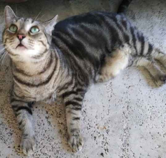Photo of Mama Kitty - Center Foster Home