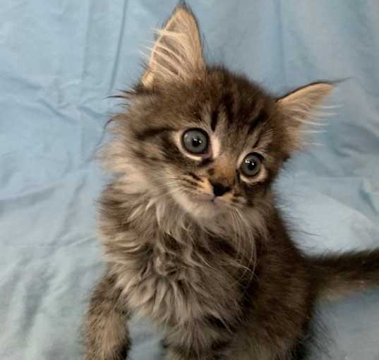 Photo of Pumpkin - Adopt Me With My Best Friend Playmate