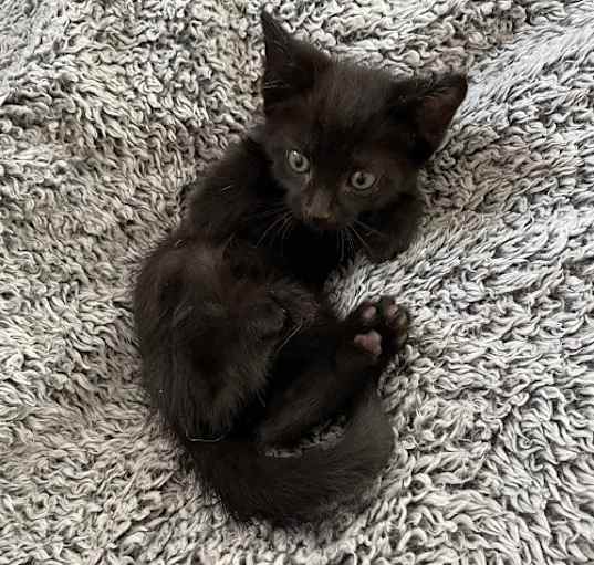 Photo of October Black Bombay-Look - Adopt As Pair
