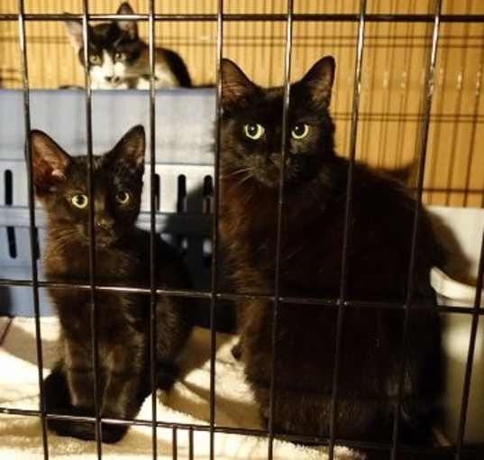 Photo of Sweet Bella! Really Nice! Look At Her Kittens!