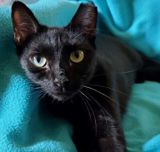 Photo of Cleopatra - Bombay-Look