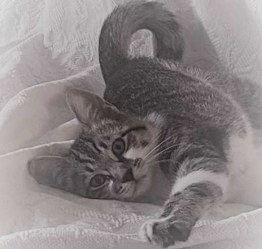Photo of TAFFY & RINGO ARE A GOOD PAIR