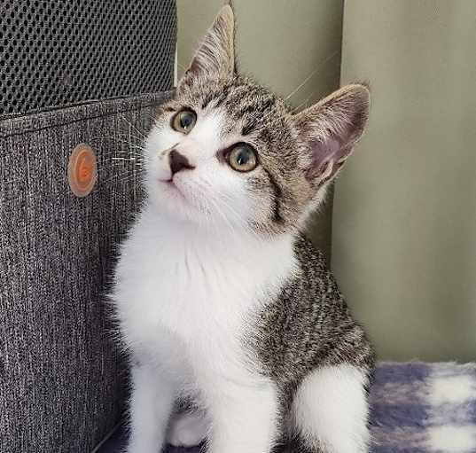 Photo of RINGO KNOWS HE IS A STAR!