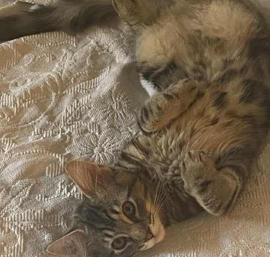 Photo of BEATLE - Long Hair Marble Bengal Tabby-Look