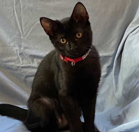 Photo of Java, I'm Gentle! Adopt Me With Daisy!