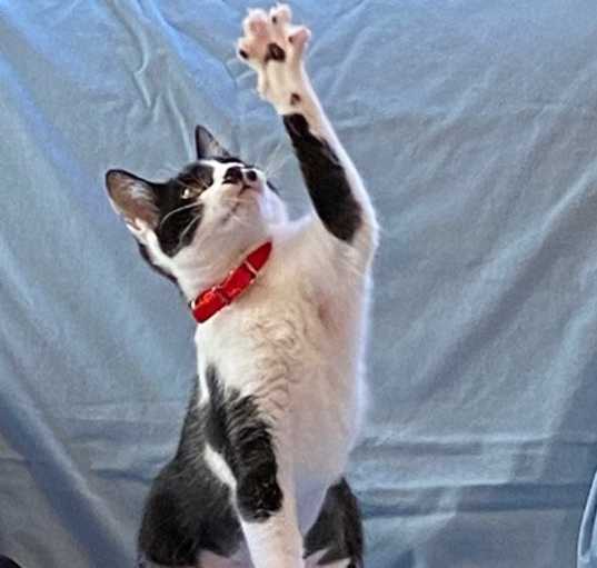 Photo of DAISY, Most Loved! Adopt Me With Java!