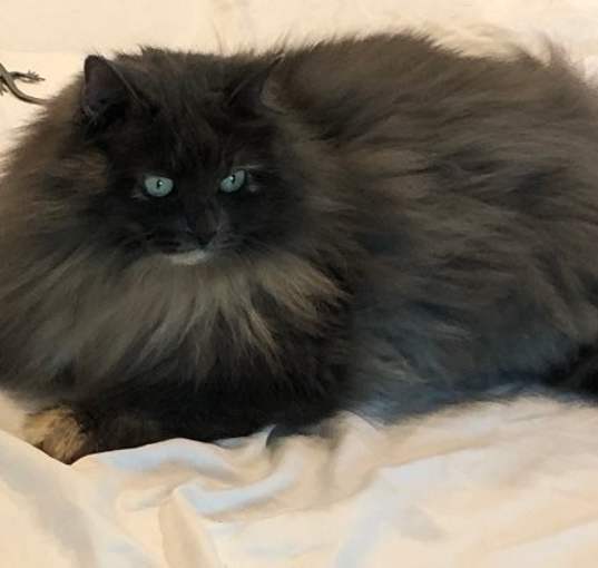 Photo of Tallulah Gin aka Lula