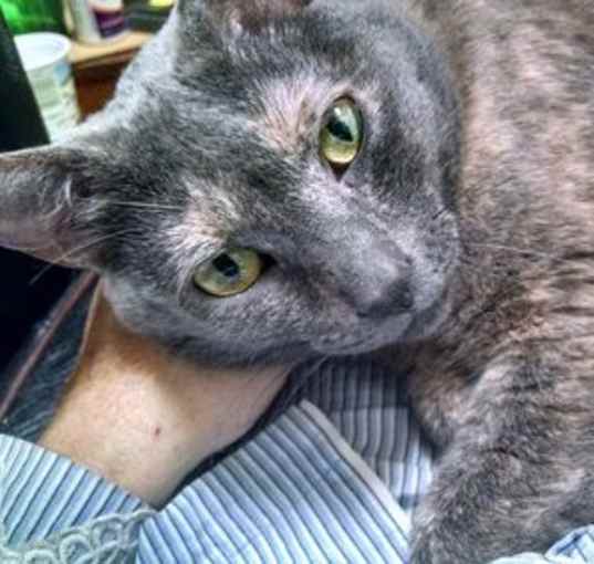 Photo of Angel - GiGi's Daughter