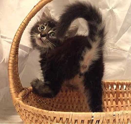 Photo of Tas - Adopt With My Best Playmate Bear!