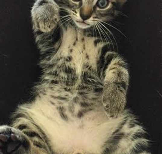 Photo of SMALLS - Adopt Me With My Mom!