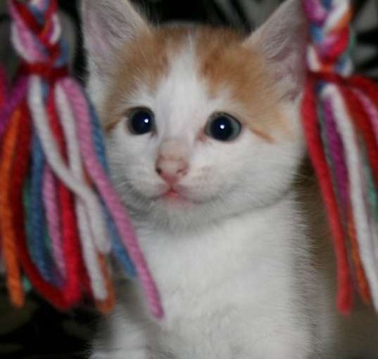 Photo of Oliver _ Adopt Me With Pebble