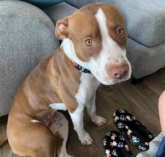 Photo of Honey