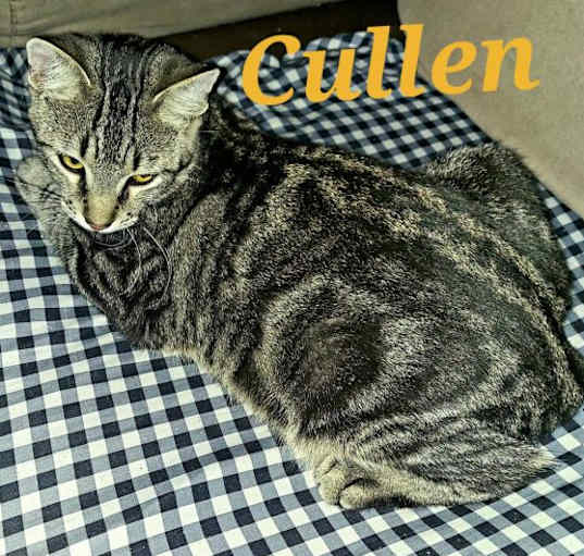 Photo of Cullen