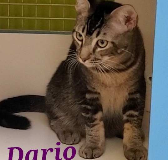 Photo of Dario