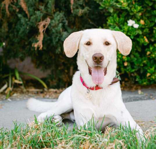 Photo of Lucky