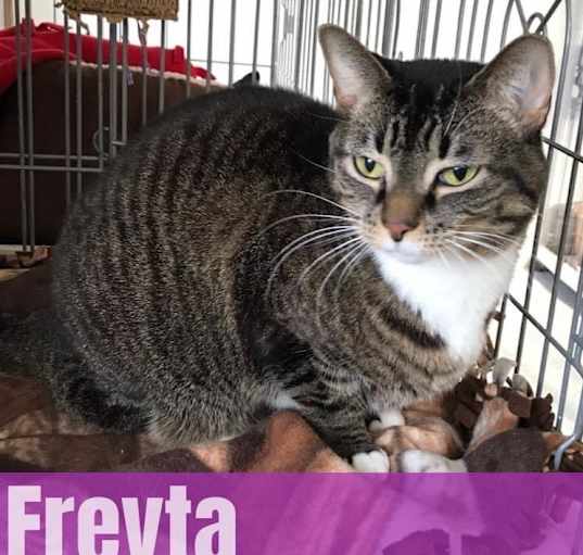 Photo of Freyta
