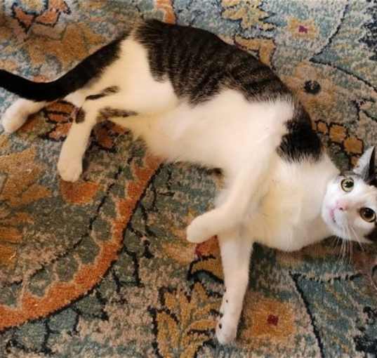 Photo of Dandy