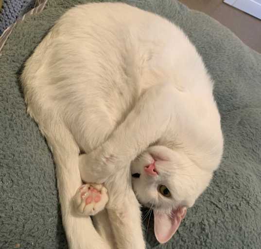 Photo of Shazam