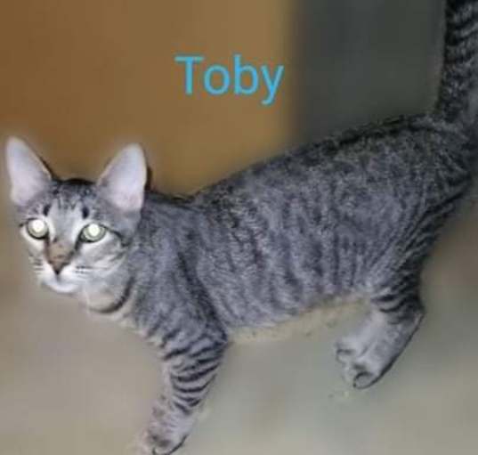 Photo of Toby