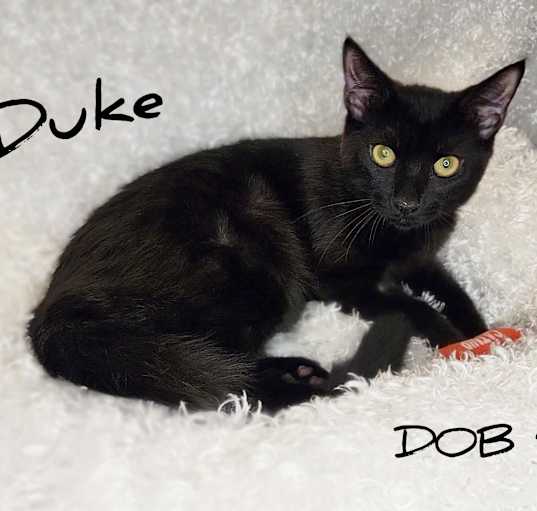 Photo of Duke