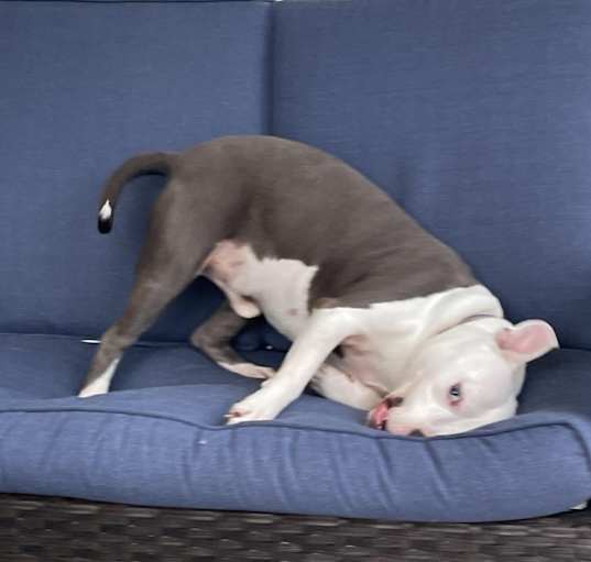 Photo of Rocky