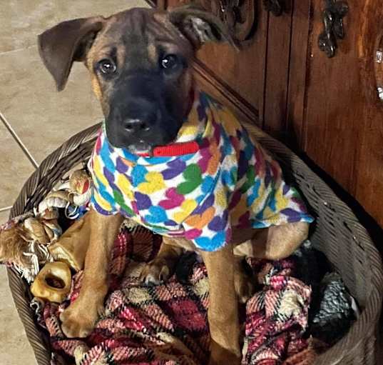 Photo of Otto