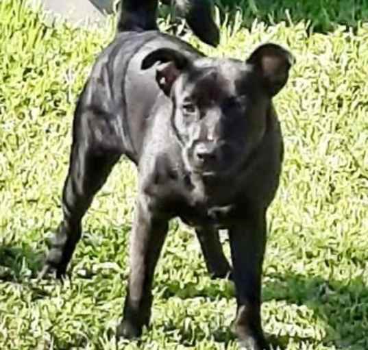 Photo of Champ