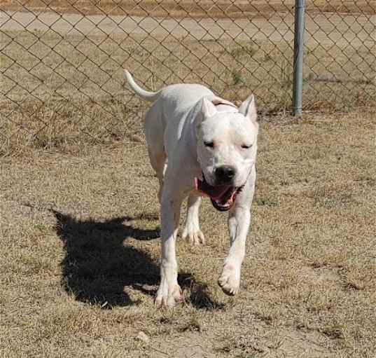 Photo of Shasta