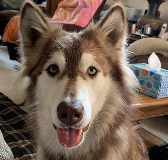 Photo of Honey