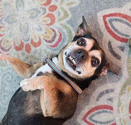 Photo of Hopper