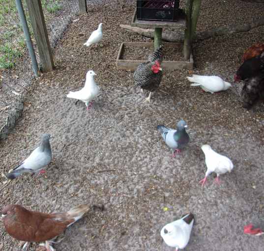 Photo of Pigeons :o)