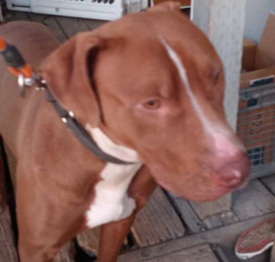 Photo of Marley