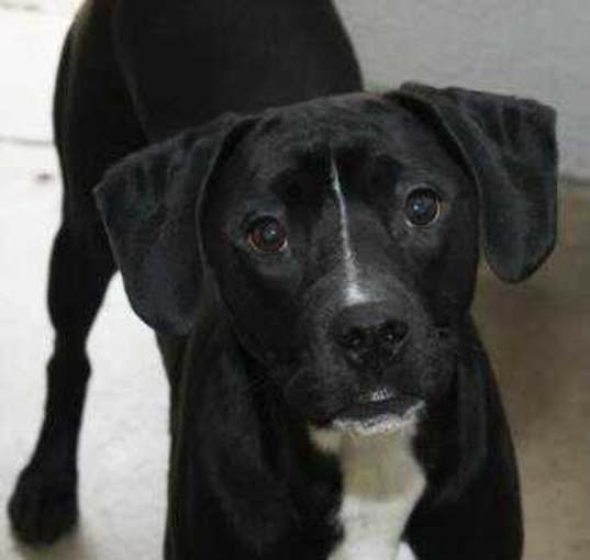 Photo of Diesel