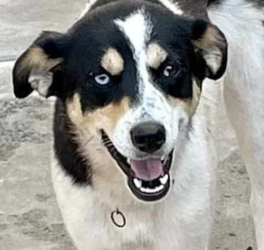 Photo of Bleu Okie