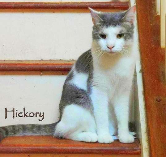 Photo of Hickory