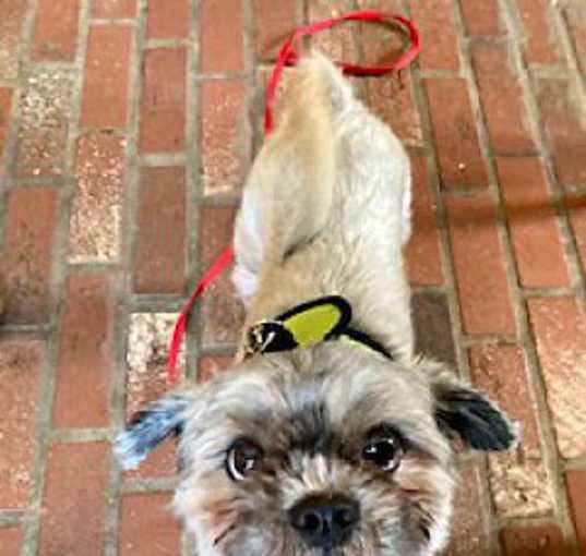 Photo of Gizmo Giblets-sanctuary