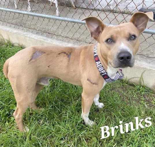 Photo of BRINKS