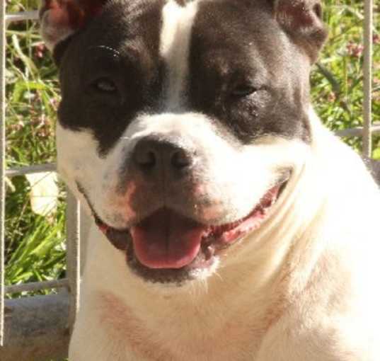 Photo of Champ