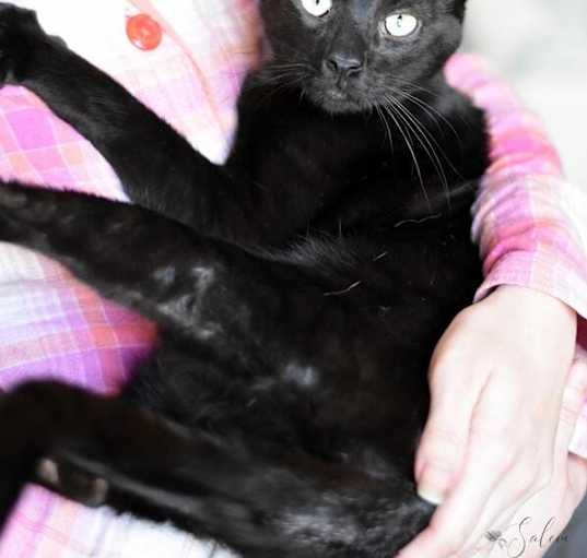 Photo of Salem (Jet Black Litter)