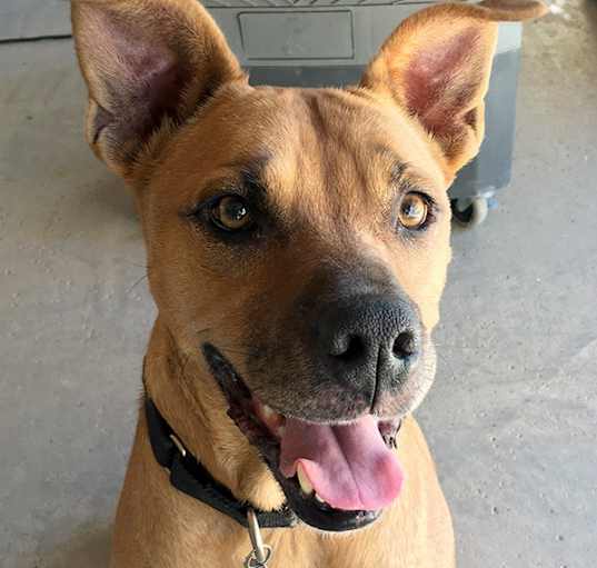 Photo of Nala
