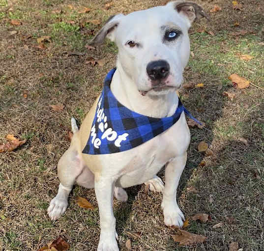 Photo of Deuce