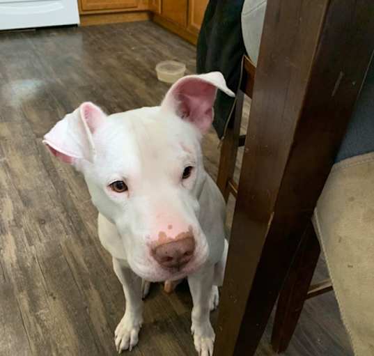 Photo of Ziggy - Courtesy Posting!