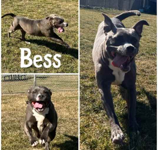 Photo of Bess