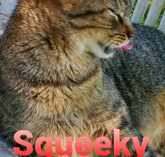 Photo of Squeeky