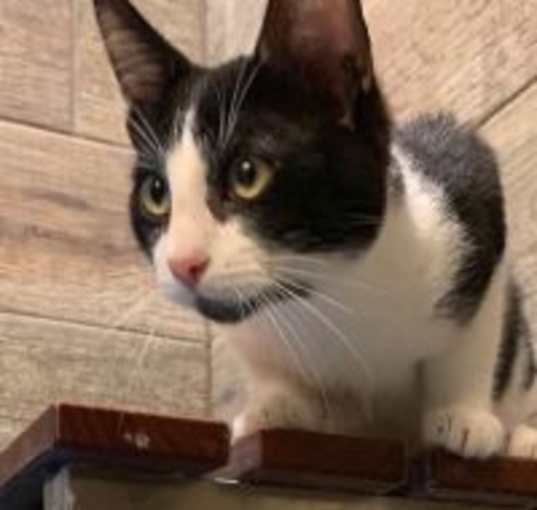 Photo of Neville