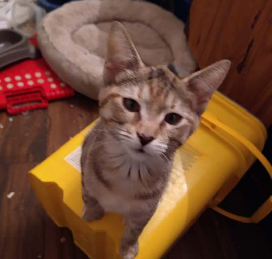 Photo of Scamper