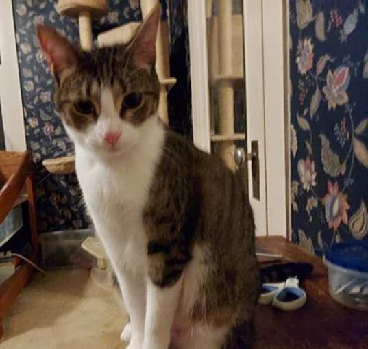 Photo of Jingle