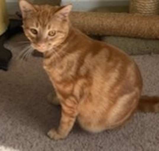 Photo of Nelson